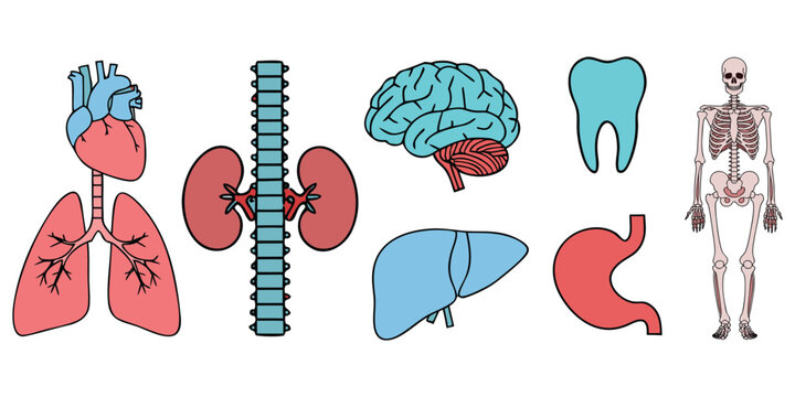 Human Heart Anatomy Medical Illustration for Cardiology Healthcare and Biology Learning Projects.