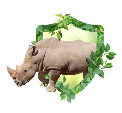 Rhinoceros and Shield made from green leaves. Safety, ecology, global ecological resource, go green concept. Environmental conservation, wildlife protection, Eco-friendly. Isolated on white background
