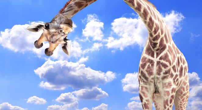 Giraffe face head hanging upside down. Cute giraffe looks interested. Animal stares interested on blue sky background. Curious giraffe peers down from above, its gaze filled with interest