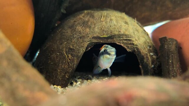 South American dwarf cichlid Apistogramma hiding in leaf litter showing natural shy fish behavior in tropical aquarium, underwater video