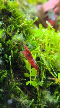 Vivid red Neocaridina davidi cherry shrimp eating algae and biofilm on rocks and driftwood in planted aquarium, cinematic freshwater underwater aquascape macro video