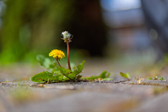 Resilient wildflower surviving in an urban concrete environment