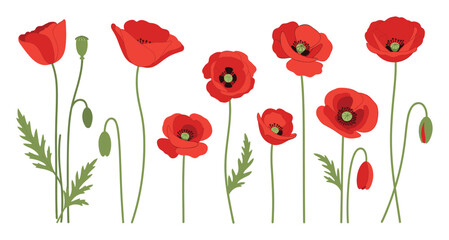 Obraz premium Red poppy with green stems and buds for springtime and summer floral graphics.