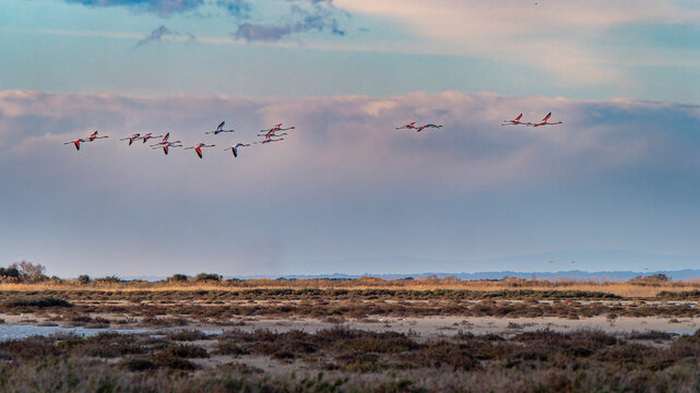 Flamingos flying over salt marsh at sunset in Camargue, France