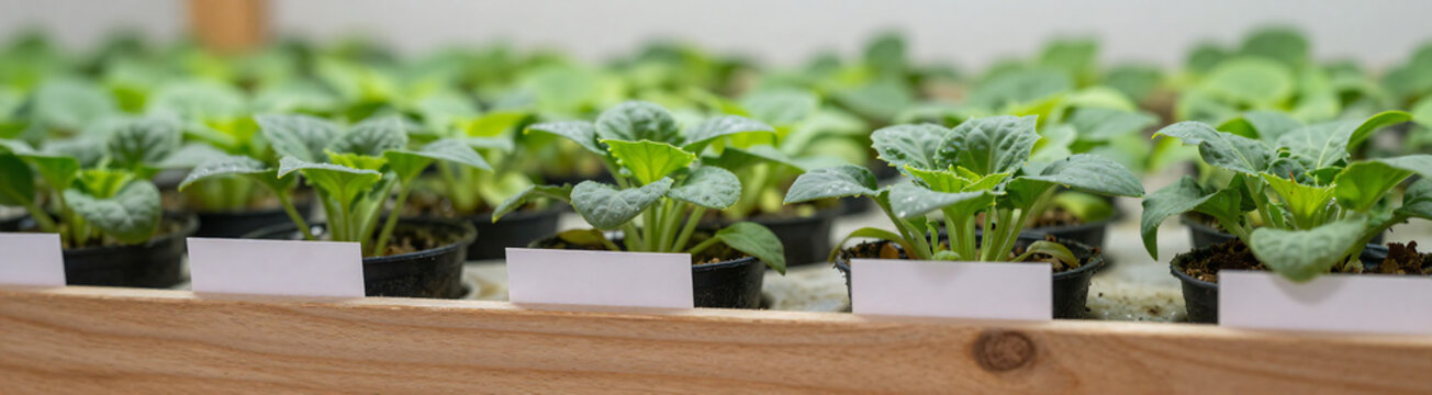 aeroponically grown plants displayed wooden shelf soft natural light emphasizing absence pesticides