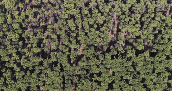 Aerial view of a dense pine forest with green canopies and shadows on the forest floor in Capaccio, Campania, Italy.