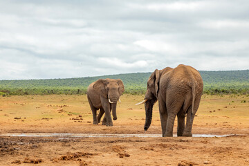 Fototapeta premium Elephant in Addo Elephant Safari Park