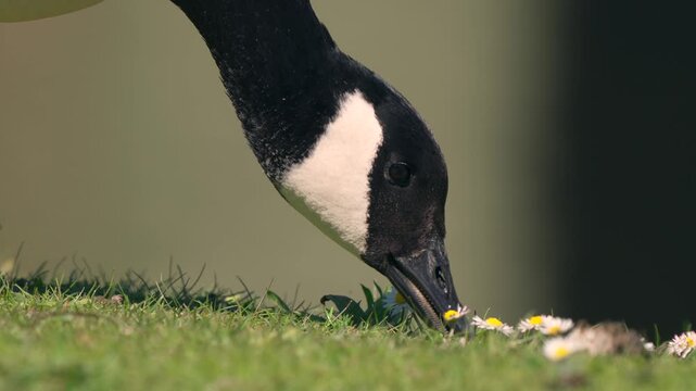 Canada Goose eating grass and daisies in springtime in the UK