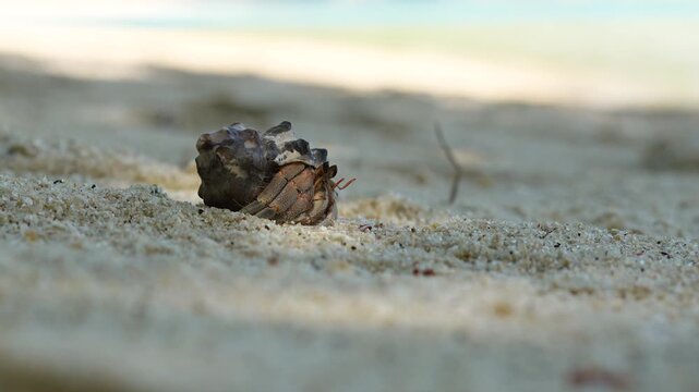 A tiny hermit crab in a colorful shell is walking on fine white sand and natural lighting. Animal in nature footage scene with selective focus.