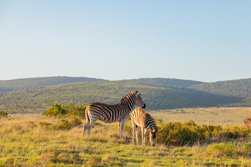 Naklejka premium Zebra in Addo Elephant Safari Park