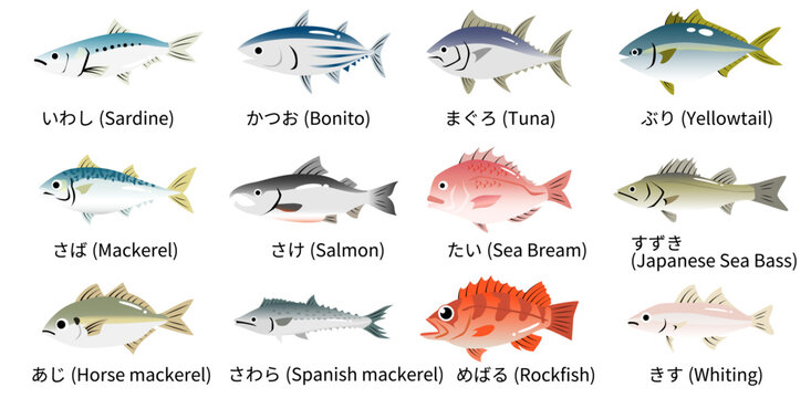 かわいい海のお魚イラストセット　カツオやマグロやタイやアジなど