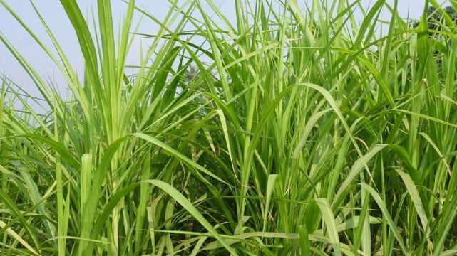 Lush napier grass growing fast in tropical farmland