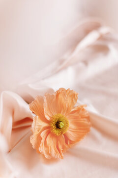 Ranunculus flower on silk satin background flat lay