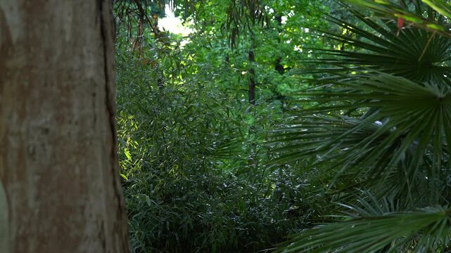 Detalle de la vegetaci&oacute;n del Parque del Retiro de Madrid, Espa&ntilde;a. Mayo de 2026.
