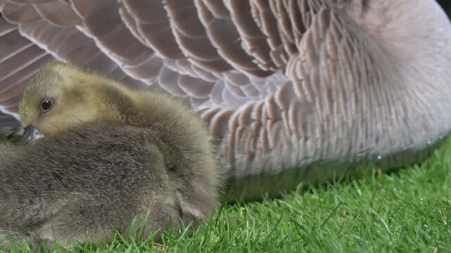 Greylag Goose (Anser anser) young gosling preening its feathers / down, sitting next to an adult. May, Kent, UK [Slow motion x4]