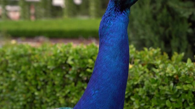 Detalle de un pavo real de pecho azul con las alas abiertas en el Parque del Retiro de Madrid, Espa&ntilde;a. Mayo de 2026.