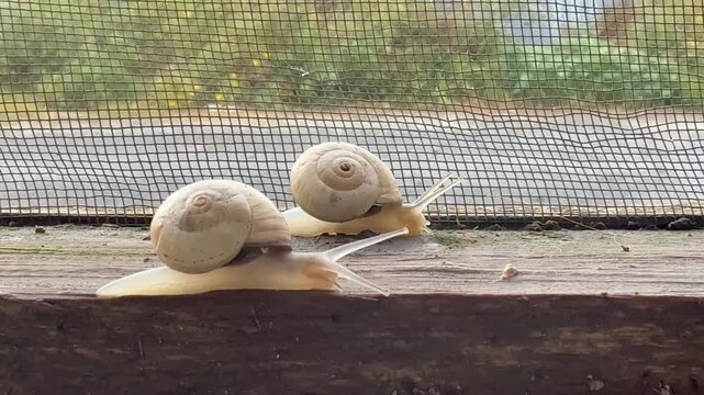 A close-up shot of two snails crawling on a wooden surface near a wire mesh fence. Animals in the wild.