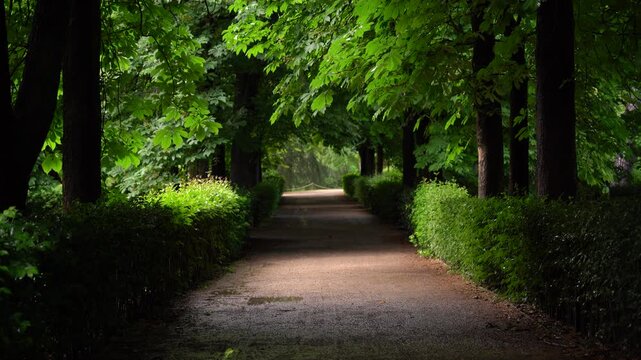 Detalle de un camino solitario dentro del Parque del Retiro de Madrid, Espa&ntilde;a. Mayo de 2026.