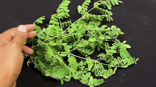 fresh moringa leaves isolated on dark background top view