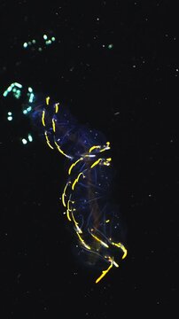 Vertical shot of a rare Helicosalpa virgula salp spinning in the dark ocean with surface reflections during a blackwater dive