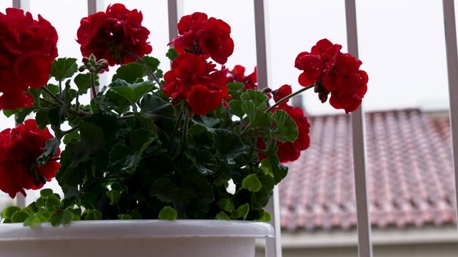 Bright red geranium flowers blooming in a white pot on a balcony, with soft natural daylight and an urban rooftop background.