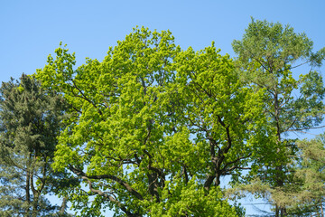 Fototapeta premium Green oak tree foliage against a clear blue sky