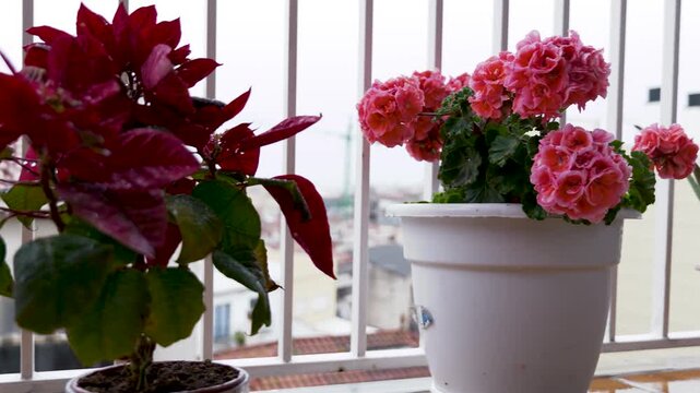 Slow camera movement across a balcony garden featuring pink geranium flowers, an aloe vera plant, and additional potted plants on a windowsill in soft natural daylight.