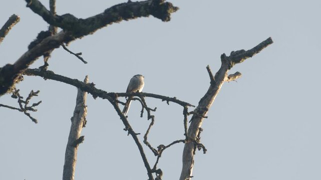 Long-tailed Tit Perched on Gnarled Branch &ndash; 4K Slow Motion (100fps), Small Bird Looking Around and Taking Off, Urfahr
