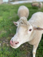 Naklejka premium portrait of a sheep