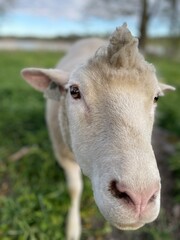 Obraz premium close up of a sheep