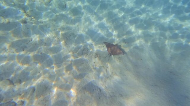 Slow motion of single eagle ray swimming near the sea bed, Sunset beach, Mahe, Seychelles 001