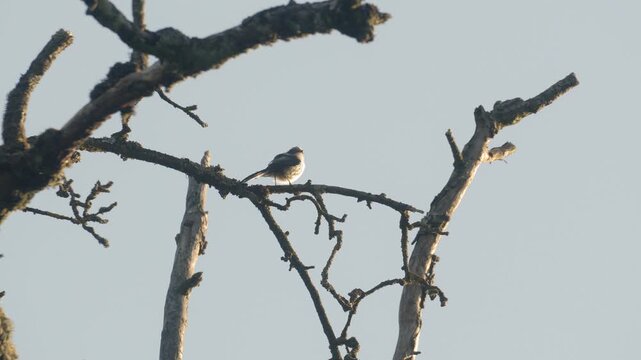 Long-tailed Tit Looking Around &ndash; 4K Slow Motion (100fps), Small Bird Resting on Mossy Branch, Urfahr