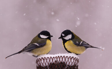 A pair of large tits, placated by falling snowflakes, are sitting on a feeder. © chermit
