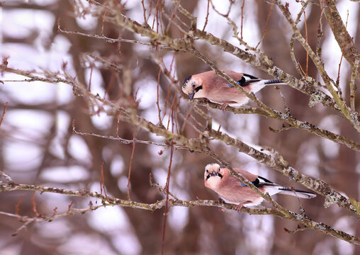 A pair of jays on parallel branches in winter..