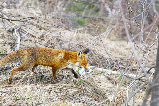 The sly fox has already stolen something from people.... A herring, I think....