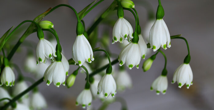 Twigs of spring white cowbell primroses..