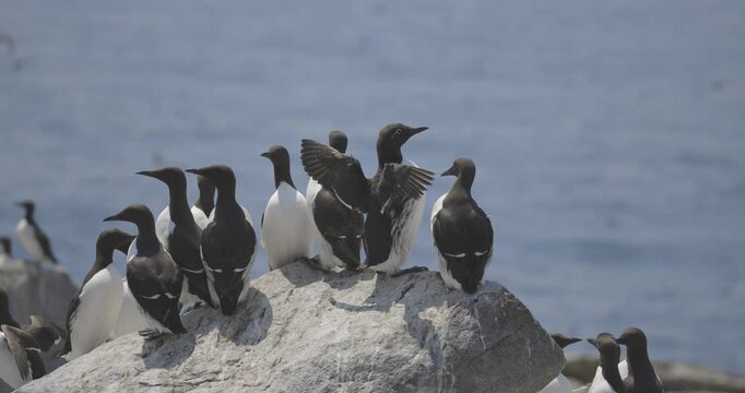A group of Common Murre seabirds with white underparts perch on a rocky outcrop by the sea with blue water in the background.