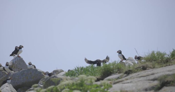 Seabirds perch on a grassy rock ledge as one takes flight into the air along the coast.