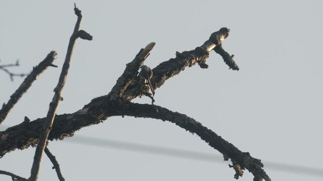 Agile Long-tailed Tit Hopping and Pecking &ndash; 4K Slow Motion (100fps), Small Bird Foraging on Mossy Branch, Urfahr