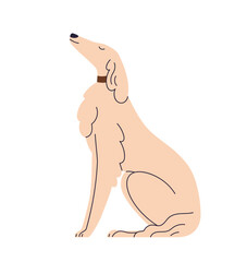 Obraz premium Cute Borzoi dog sitting in profile, side view. Slender thin canine animal breed. Proud confident doggy in seated pose. Smart obedient puppy. Flat vector illustration isolated on white background