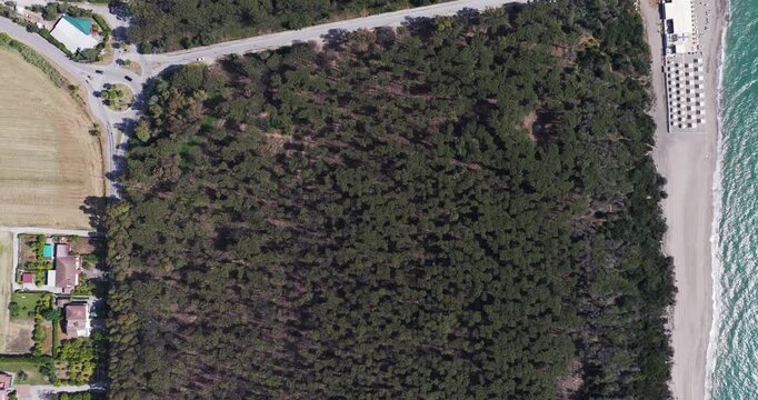 Aerial view of a dense pine forest bordering a sandy beach and the turquoise Mediterranean sea with coastal houses and a road in Paestum, Campania, Italy.