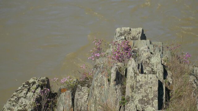 Wild Blooms Over Rough Stone. Vivid Pink Wildflowers Thrive On Rugged Stone Crossing Murky Waters. Colorful Pink Wildflowers Cling To Cracked Rocky Surface Above Muddy River Flowing Underneath