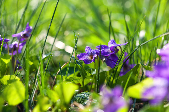 Beautiful purple and white pansies blooming in the garden