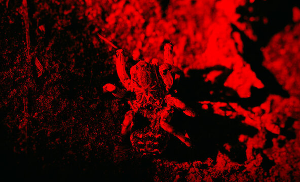 Lycosa singoriensis large spider on a red background in a field.