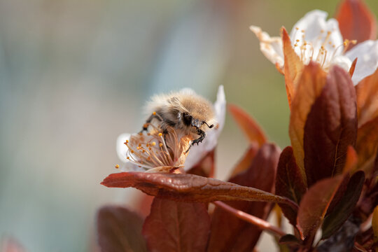 Tropinota squalida flower-eating beetle on cherry plum flowers in the orchard.