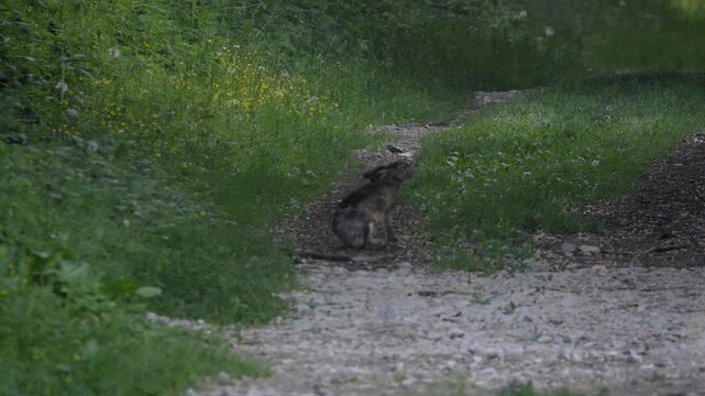 Wild Hare Boxing and Shaking Head &ndash; 4K Slow Motion (100fps), Rare Behavior Standing on Hind Legs, Urfahr