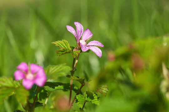 rubus arcticus blooms with beautiful pink flowers in the forest Growing berries in the garden.