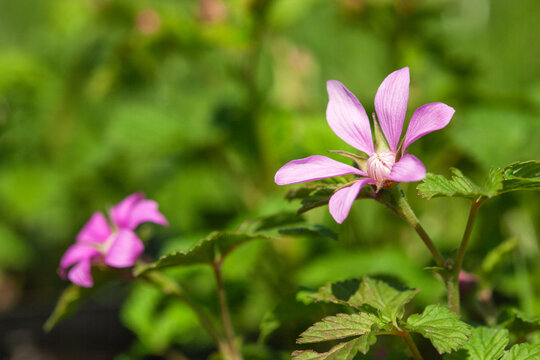 rubus arcticus blooms with beautiful pink flowers in the forest Growing berries in the garden.