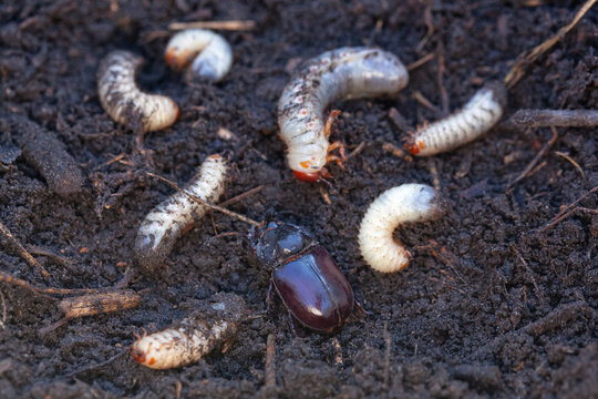 Soil pests of agricultural crops close-up. Large white larvae of the cockchafer and rose chafer close-up.