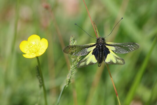 Ascalaphe soufr&eacute; Libelloides coccajus, ascalaphid&eacute;s